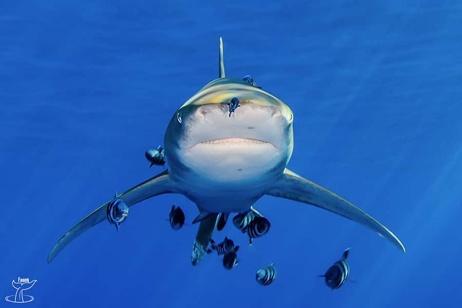 Requin arrivant de face