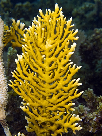 Corail de feu : un danger lié à la faune sous-marine.