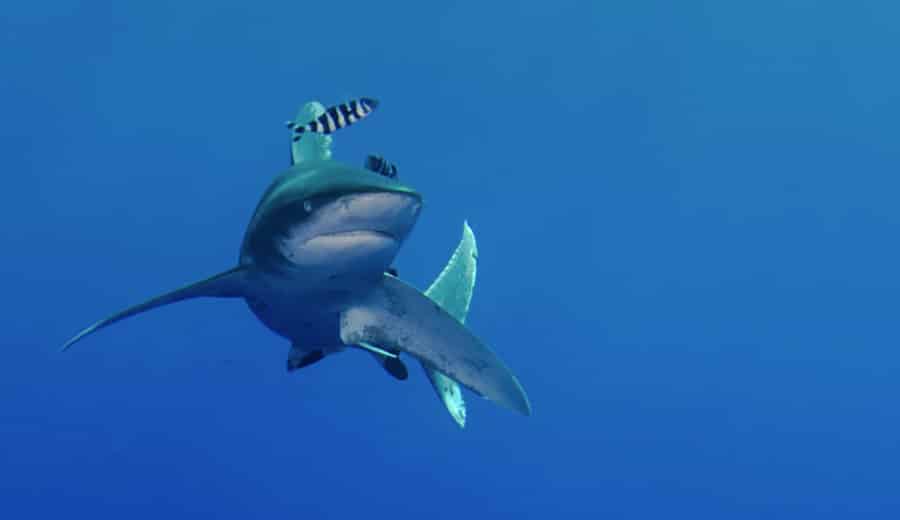 requin profondeur
